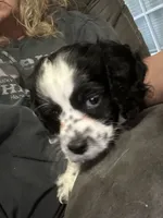 Mickey , a male Cockapoo for sale in Mount Sterling, KY – 1 of 2