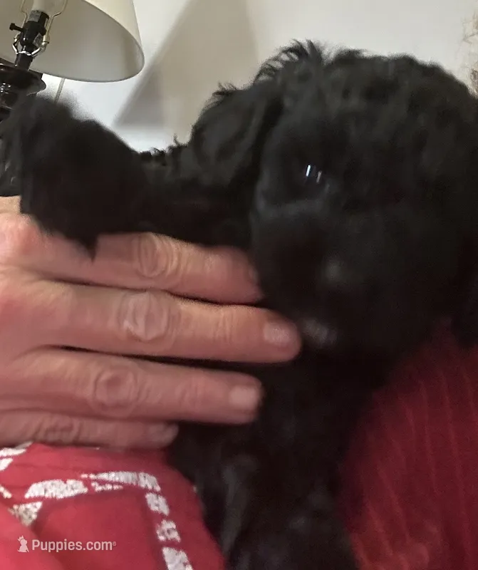 Jack – Cockapoo puppy for sale in Mount Sterling, KY