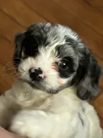 Smokey, a male Cockapoo for sale in Mount Sterling, KY – 1 of 2