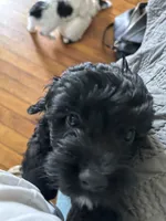 Johnny , a male Cockapoo for sale in Mount Sterling, KY – 2 of 3