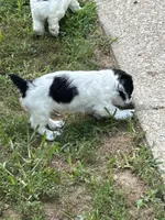 Mickey , a male Cockapoo for sale in Mount Sterling, KY – 3 of 3