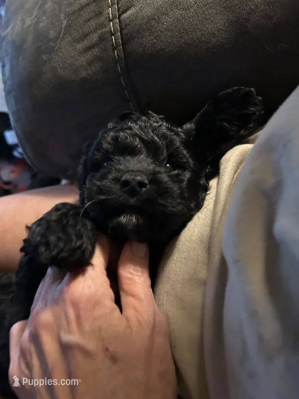 Johnny  – Cockapoo puppy for sale in Mount Sterling, KY