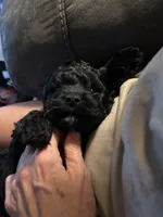 Johnny , a male Cockapoo for sale in Mount Sterling, KY – 1 of 2