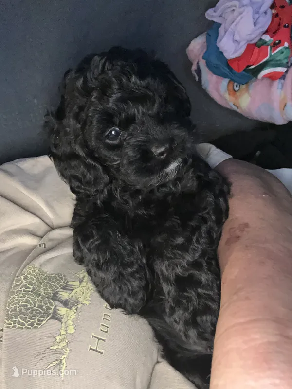 Johnny  – Cockapoo puppy for sale in Mount Sterling, KY