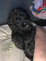 Johnny , a male Cockapoo for sale in Mount Sterling, KY – 2 of 2