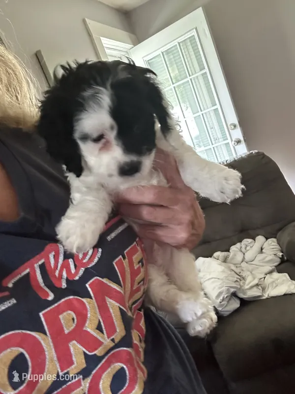 Dotty  – Cockapoo puppy for sale in Mount Sterling, KY