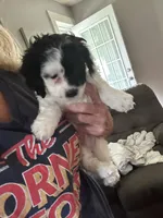 Dotty , a male Cockapoo for sale in Mount Sterling, KY – 1 of 2