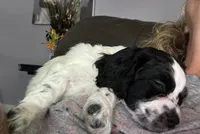Mickey , a male Cockapoo for sale in Mount Sterling, KY – 2 of 3