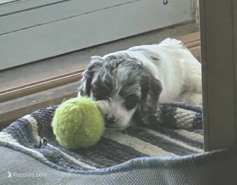 Grey – Cockapoo puppy for sale in Mount Sterling, KY