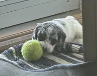 Grey, a male Cockapoo for sale in Mount Sterling, KY – 1 of 2
