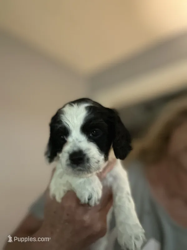 Mickey – Cockapoo puppy for sale in Mount Sterling, KY