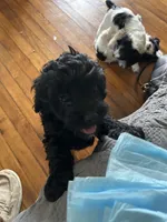 Johnny , a male Cockapoo for sale in Mount Sterling, KY – 1 of 3