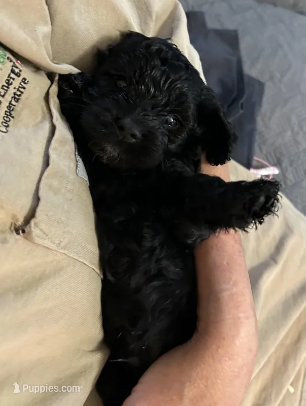 Johnny  – Cockapoo puppy for sale in Mount Sterling, KY