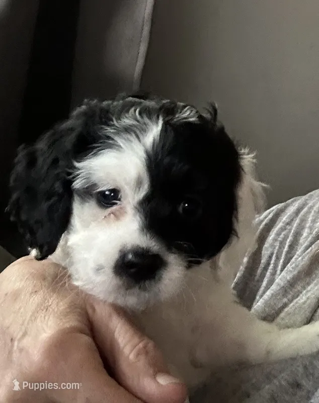 Dotty – Cockapoo puppy for sale in Mount Sterling, KY