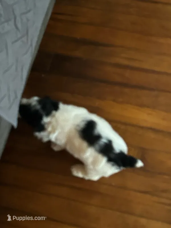 Dotty – Cockapoo puppy for sale in Mount Sterling, KY