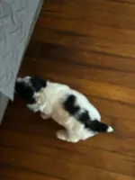 Dotty, a male Cockapoo for sale in Mount Sterling, KY – 1 of 2