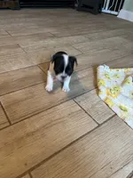 Blue, a male Frenchton for sale in Panama City, FL – 1 of 5