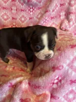 Blue, a male Frenchton for sale in Panama City, FL – 4 of 5