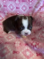 Blue, a male Frenchton for sale in Panama City, FL – 2 of 5