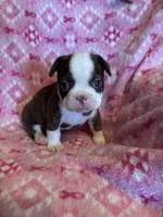 Blue, a male Frenchton for sale in Panama City, FL – 3 of 5