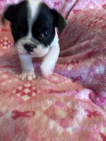 Blue, a male Frenchton for sale in Panama City, FL – 5 of 5