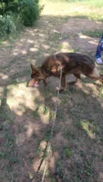 Liver female , a female German Shepherd Dog for sale in McLoud, OK – 3 of 6