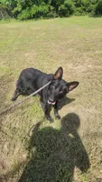 Black Short hair male , a male German Shepherd Dog for sale in McLoud, OK – 1 of 2