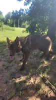 Liver female , a female German Shepherd Dog for sale in McLoud, OK – 2 of 6