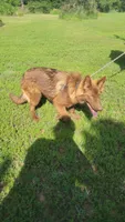 Liver female , a female German Shepherd Dog for sale in McLoud, OK – 6 of 6