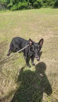 Black Short hair male , a male German Shepherd Dog for sale in McLoud, OK – 2 of 2