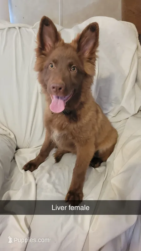 Liver female  – German Shepherd Dog puppy for sale in McLoud, OK