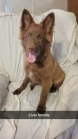 Liver female , a female German Shepherd Dog for sale in McLoud, OK – 1 of 6
