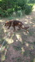 Liver female , a female German Shepherd Dog for sale in McLoud, OK – 4 of 6