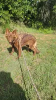Liver female , a female German Shepherd Dog for sale in McLoud, OK – 5 of 6