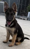 Black, a male German Shepherd Dog for sale in Miami, FL – 1 of 2