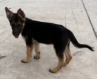 Black, a male German Shepherd Dog for sale in Miami, FL – 2 of 2