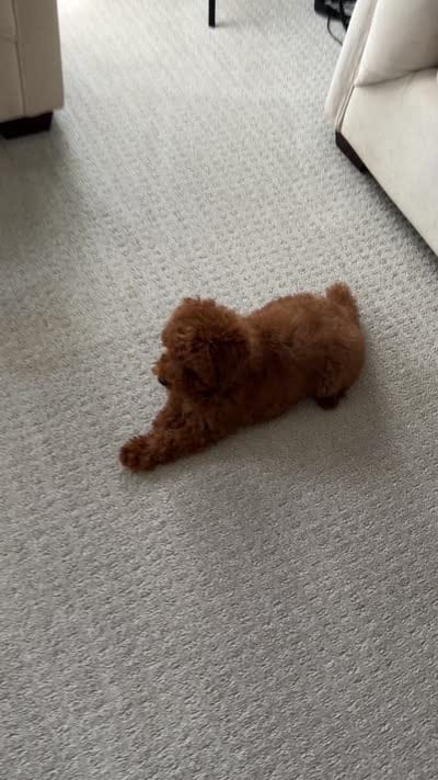 Vikky, a female Poodle - Toy  for sale in Roseville, CA – 4 of 4