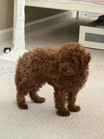 Vikky, a female Poodle - Toy  for sale in Roseville, CA – 2 of 4