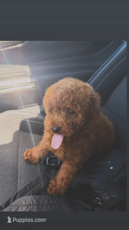 Vikky – Poodle - Toy  puppy for sale in Roseville, CA