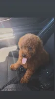 Vikky, a female Poodle - Toy  for sale in Roseville, CA – 1 of 4