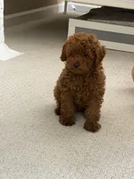 Vikky, a female Poodle - Toy  for sale in Roseville, CA – 3 of 4