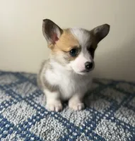 Panda , a female Pembroke Welsh Corgi for sale in Lexington, KY – Photo 4 of 4