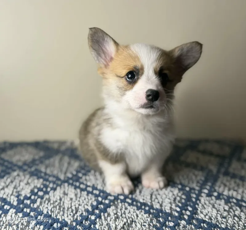 Panda  – Pembroke Welsh Corgi puppy on hold in Lexington, KY