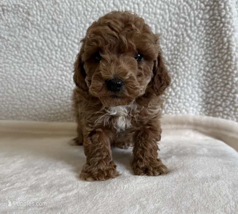 Deegan  – Poodle - Miniature  puppy for sale in Lexington, KY