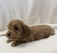 Deegan , a male Poodle - Miniature  for sale in Lexington, KY – Photo 5 of 5