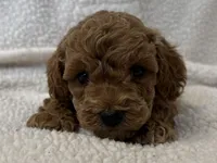 Deegan , a male Poodle - Miniature  for sale in Lexington, KY – Photo 1 of 5