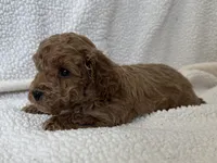 Deegan , a male Poodle - Miniature  for sale in Lexington, KY – Photo 2 of 5