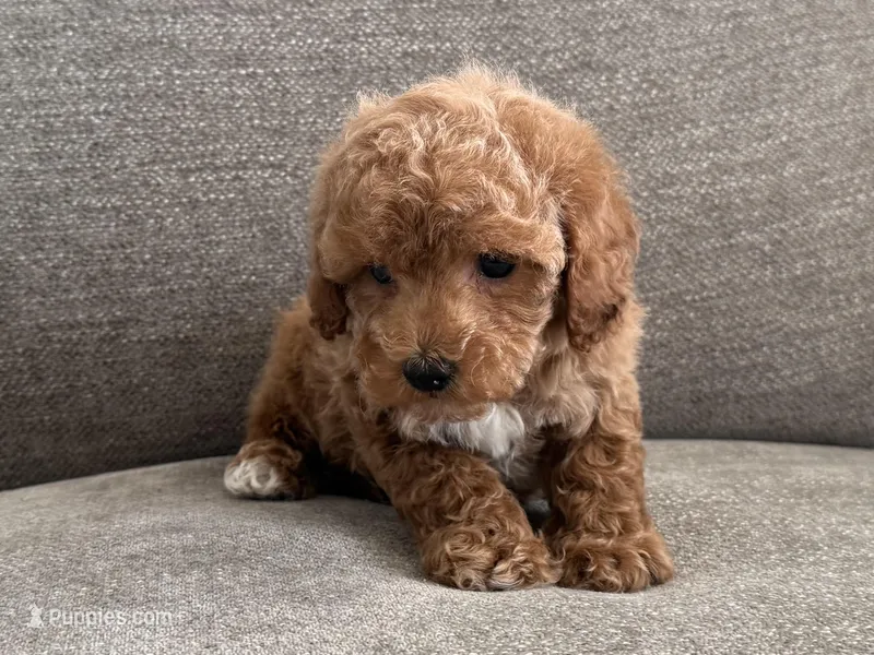 Deegan  – Poodle - Miniature  puppy for sale in Lexington, KY
