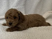 Deegan , a male Poodle - Miniature  for sale in Lexington, KY – Photo 4 of 5