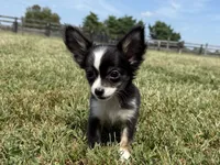 Sohie, a female Chihuahua for sale in Lexington, KY – 2 of 6